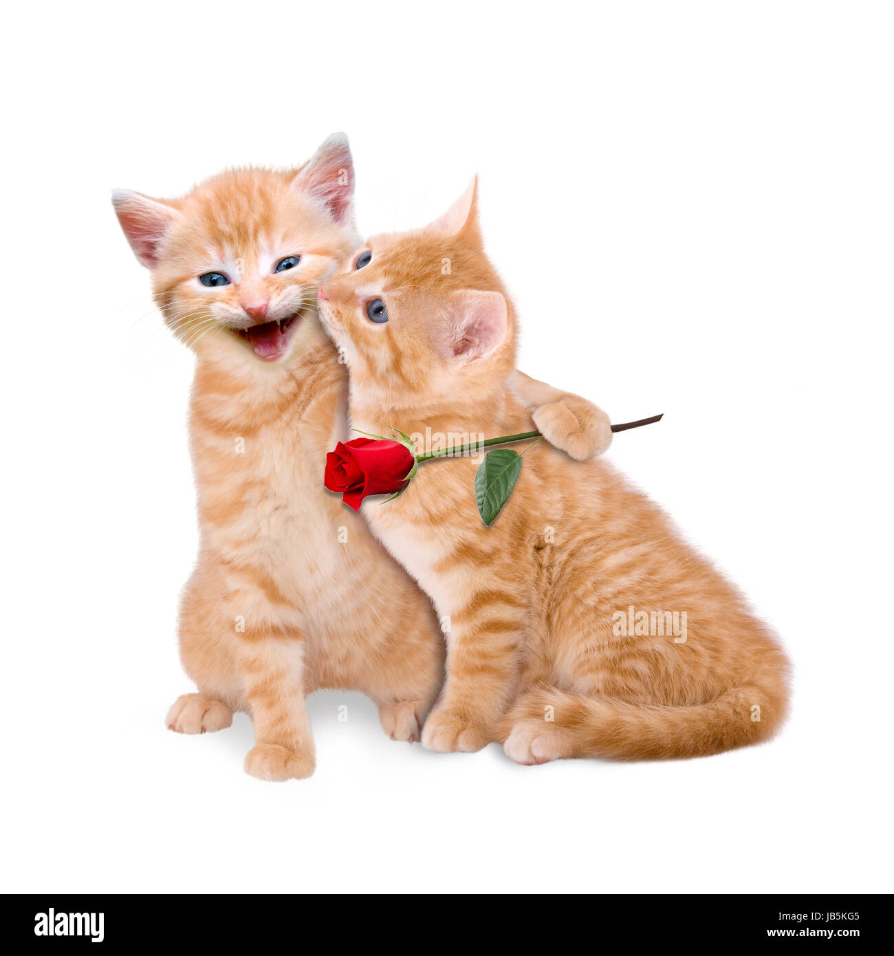 Zwei verliebte Katzen mit roter Rose auf weißem Hintergrund Stock Photo