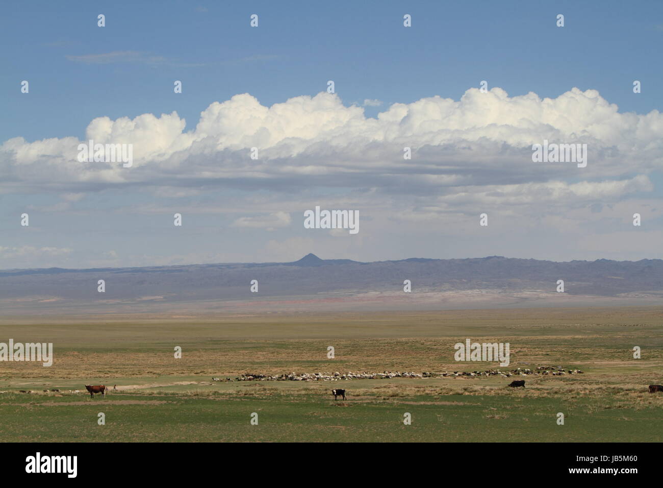 horses in the mongolian steppe Stock Photo - Alamy