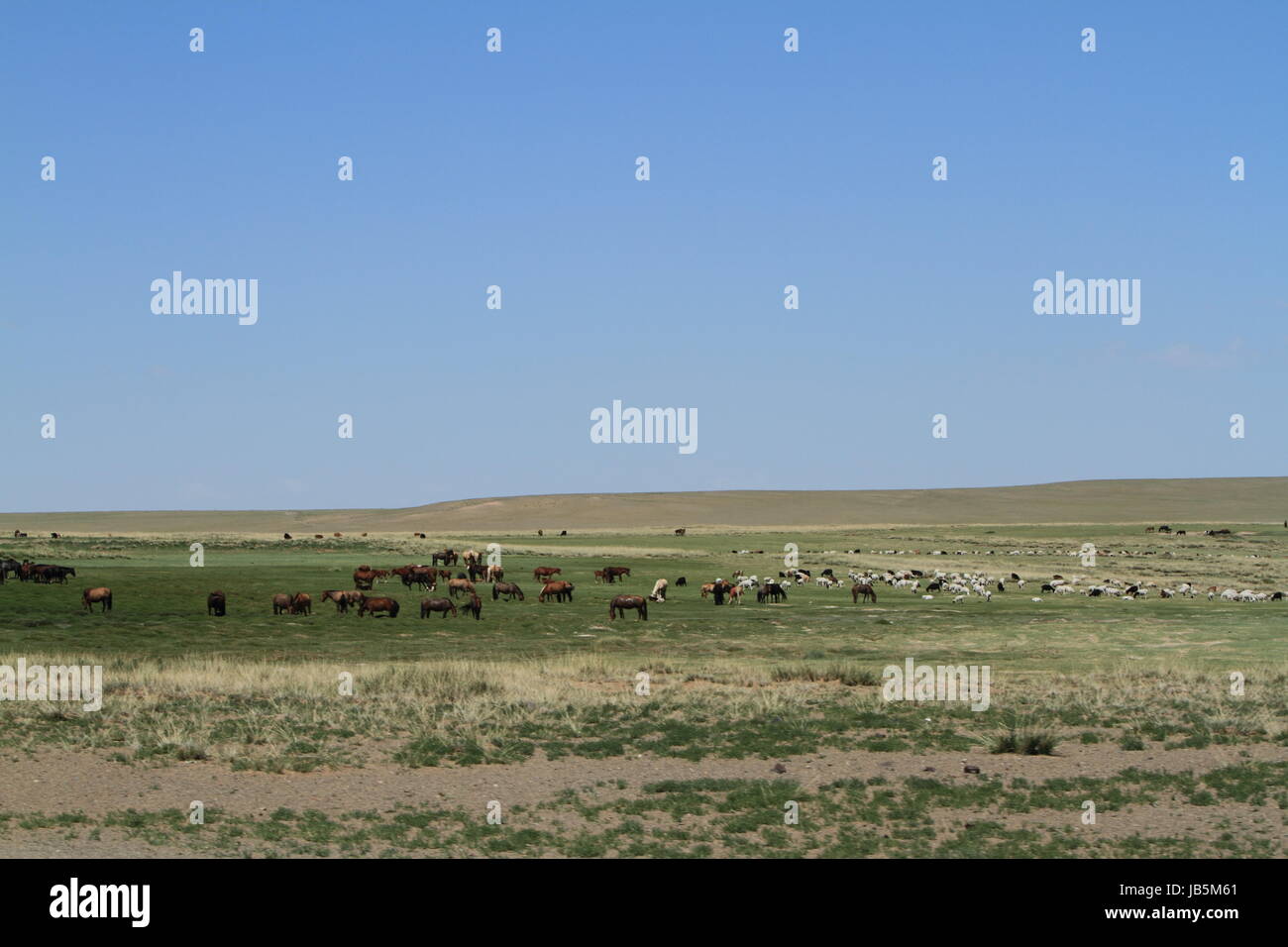 horses in the mongolian steppe Stock Photo - Alamy