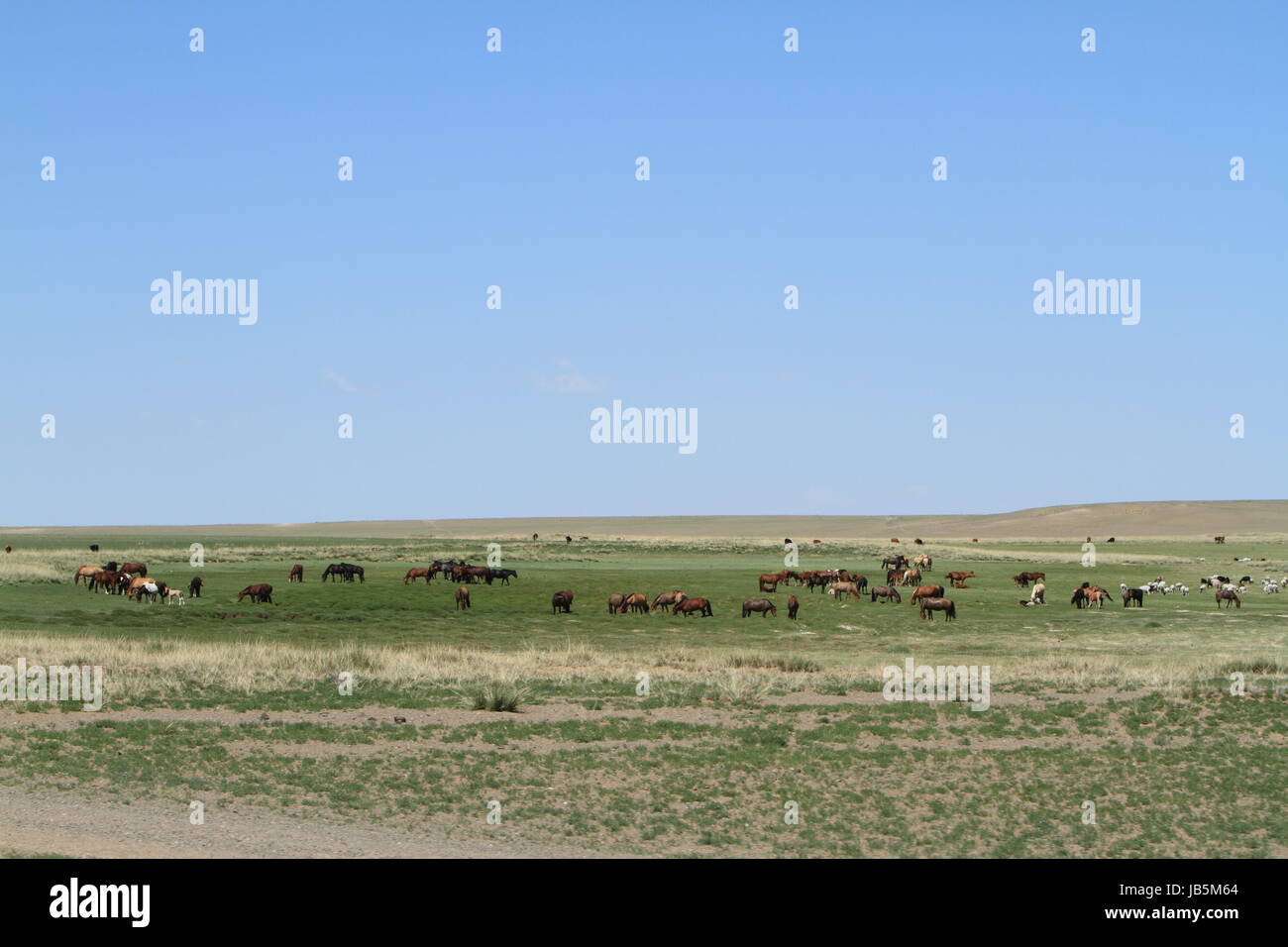 horses in the mongolian steppe Stock Photo - Alamy
