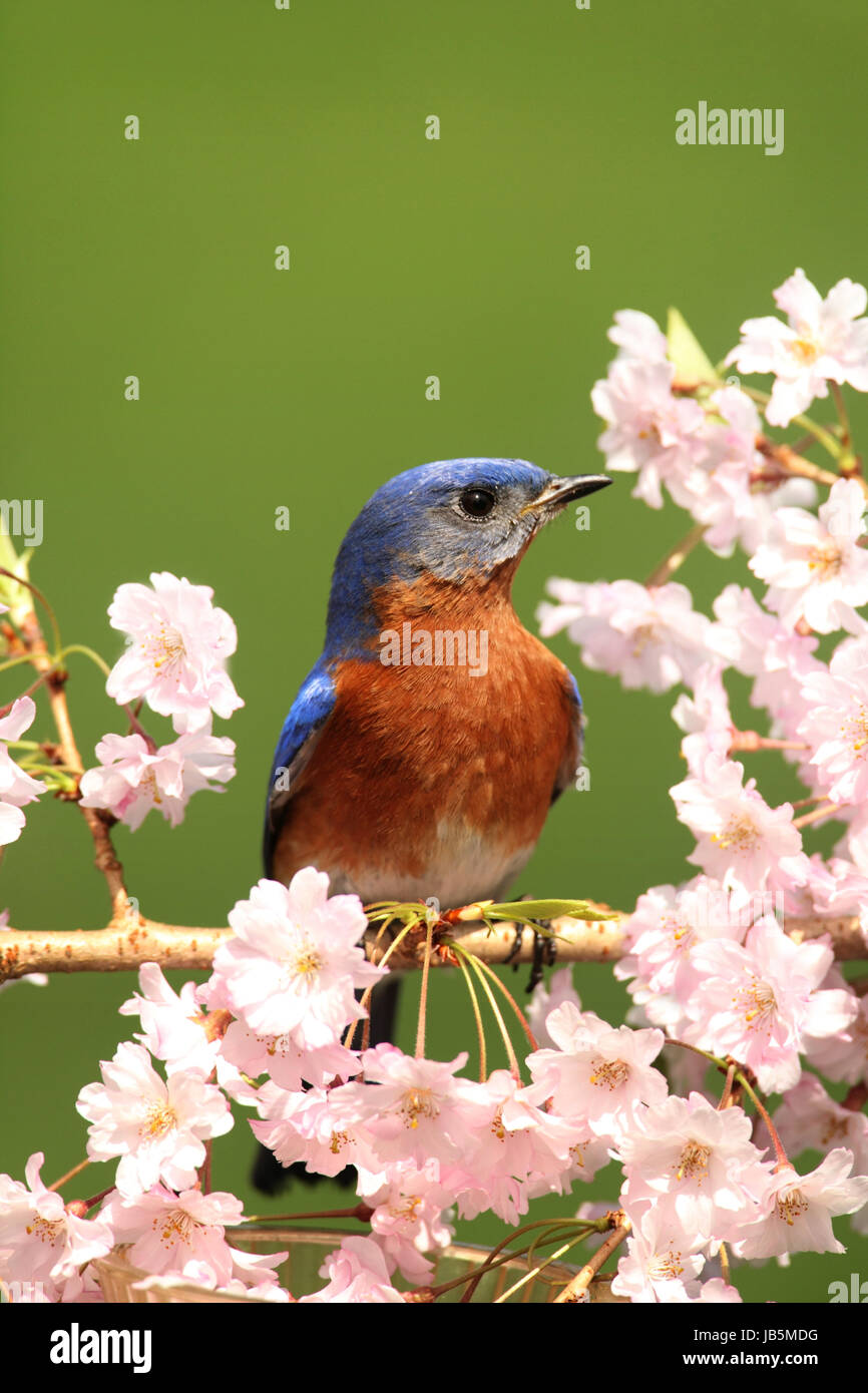 Male Eastern Bluebird (Sialia sialis) in a tree with cherry blossoms ...