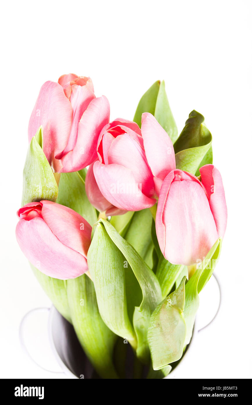 Beautiful pink tulips on white background Stock Photo - Alamy