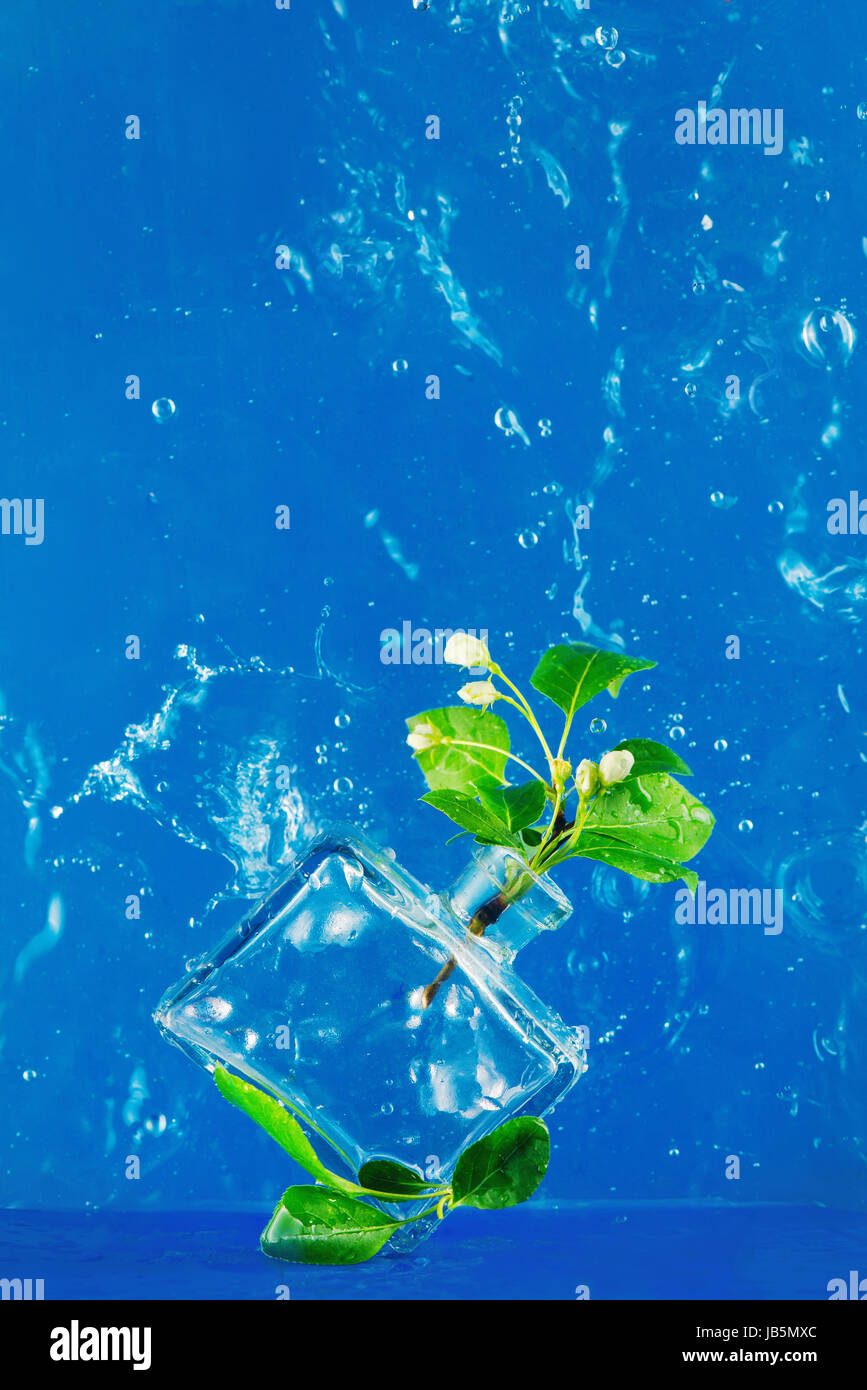 Spring flowers of bird cherry and apple tree in water splash on a blue background Stock Photo