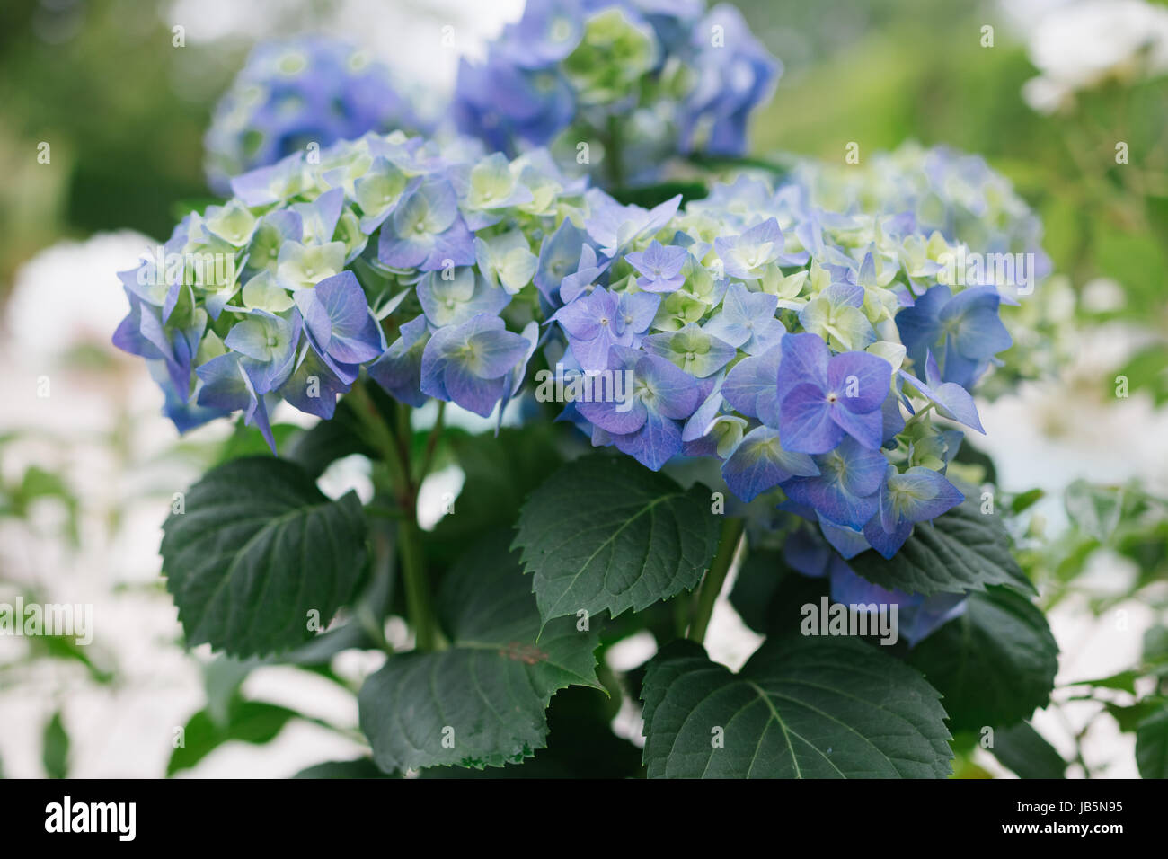 Blue and pink multicolored hortensia hydrangea flowering on a patio in the garden Stock Photo