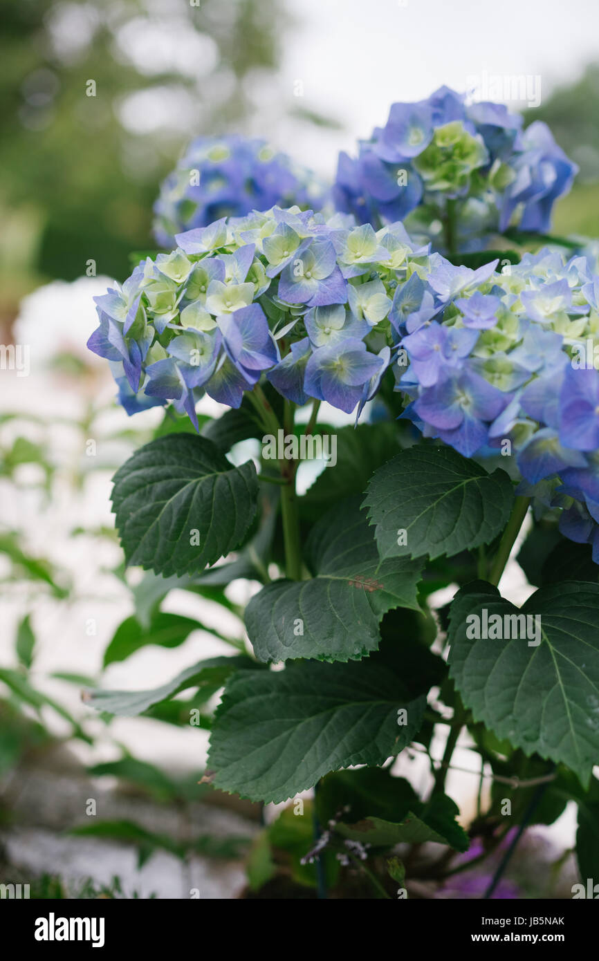 Blue and pink multicolored hortensia hydrangea flowering on a patio in the garden Stock Photo
