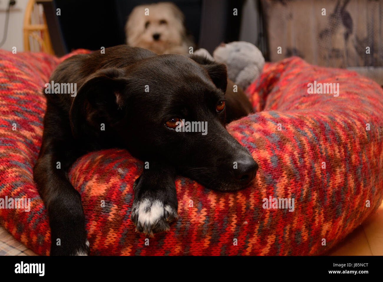 weisser und schwarzer Hund in der Kuschelecke Stock Photo