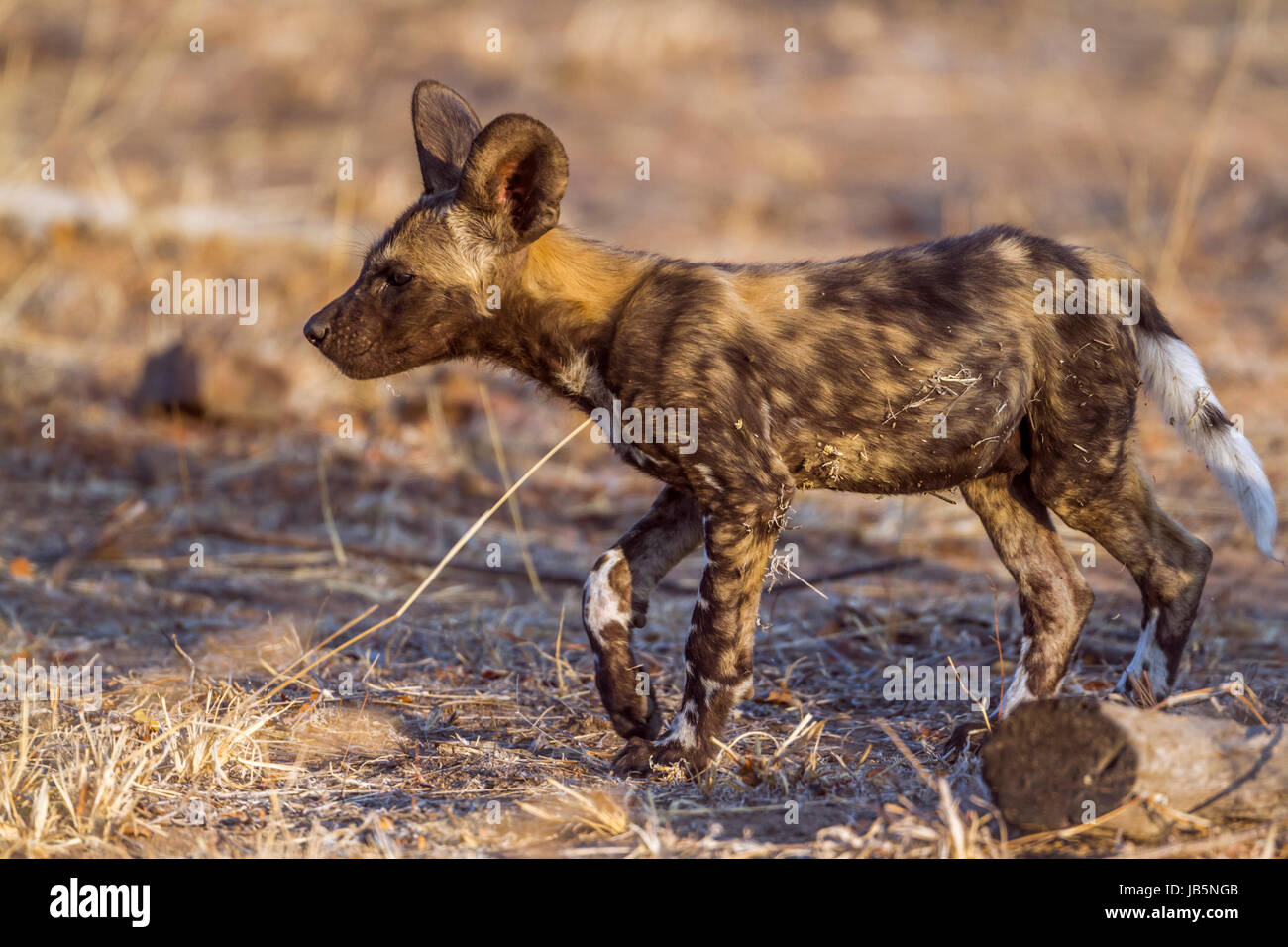 Baby African Wild Dog