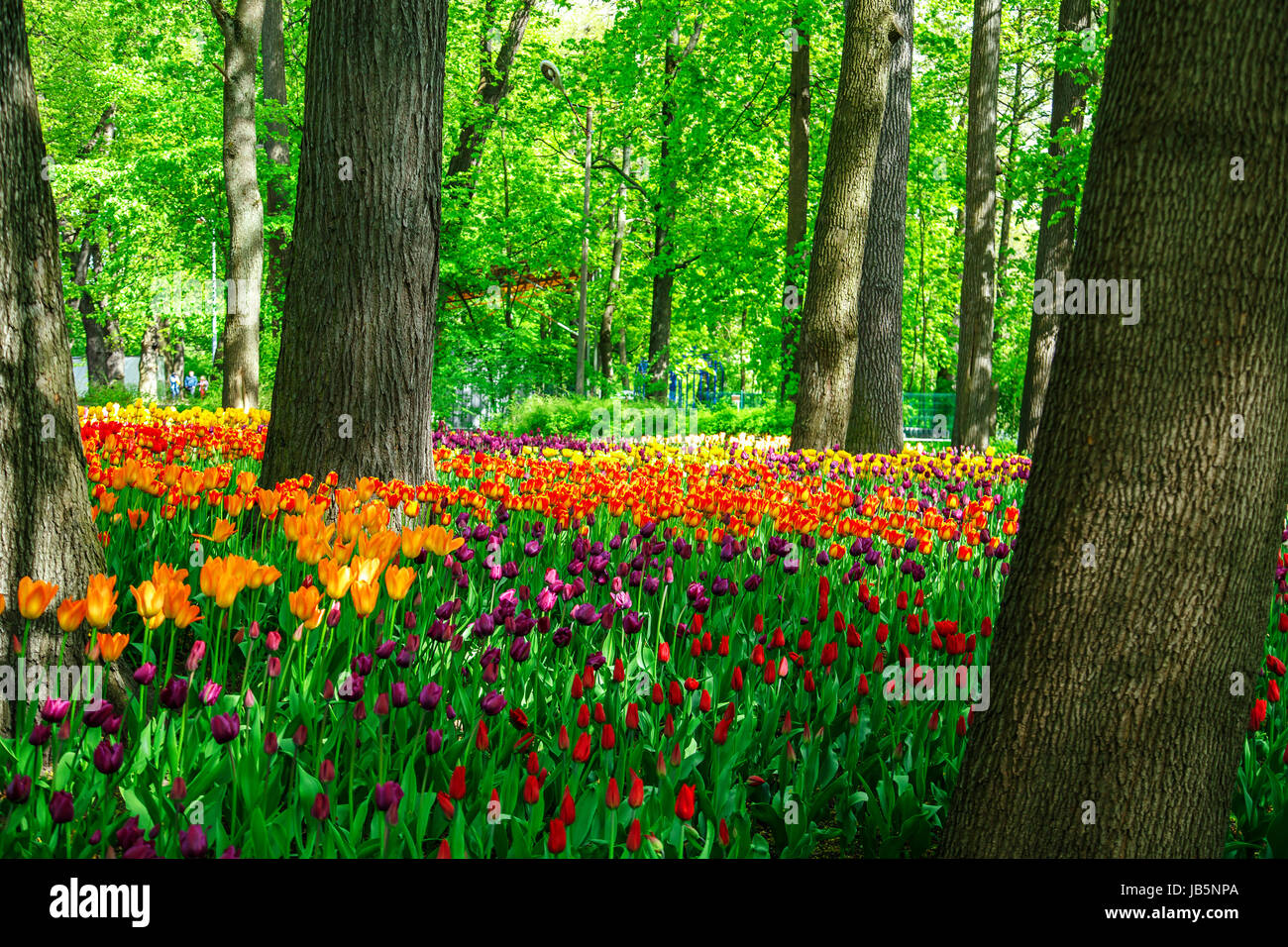 Amazing blooming tulips in the spring city park. Sunny day Stock Photo ...