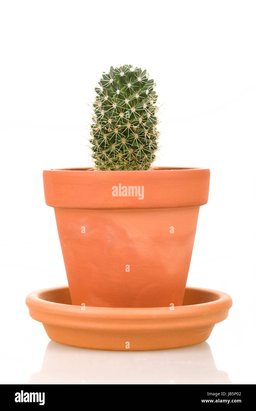 cacti cactus plant in flower pot isolated on white background Stock ...