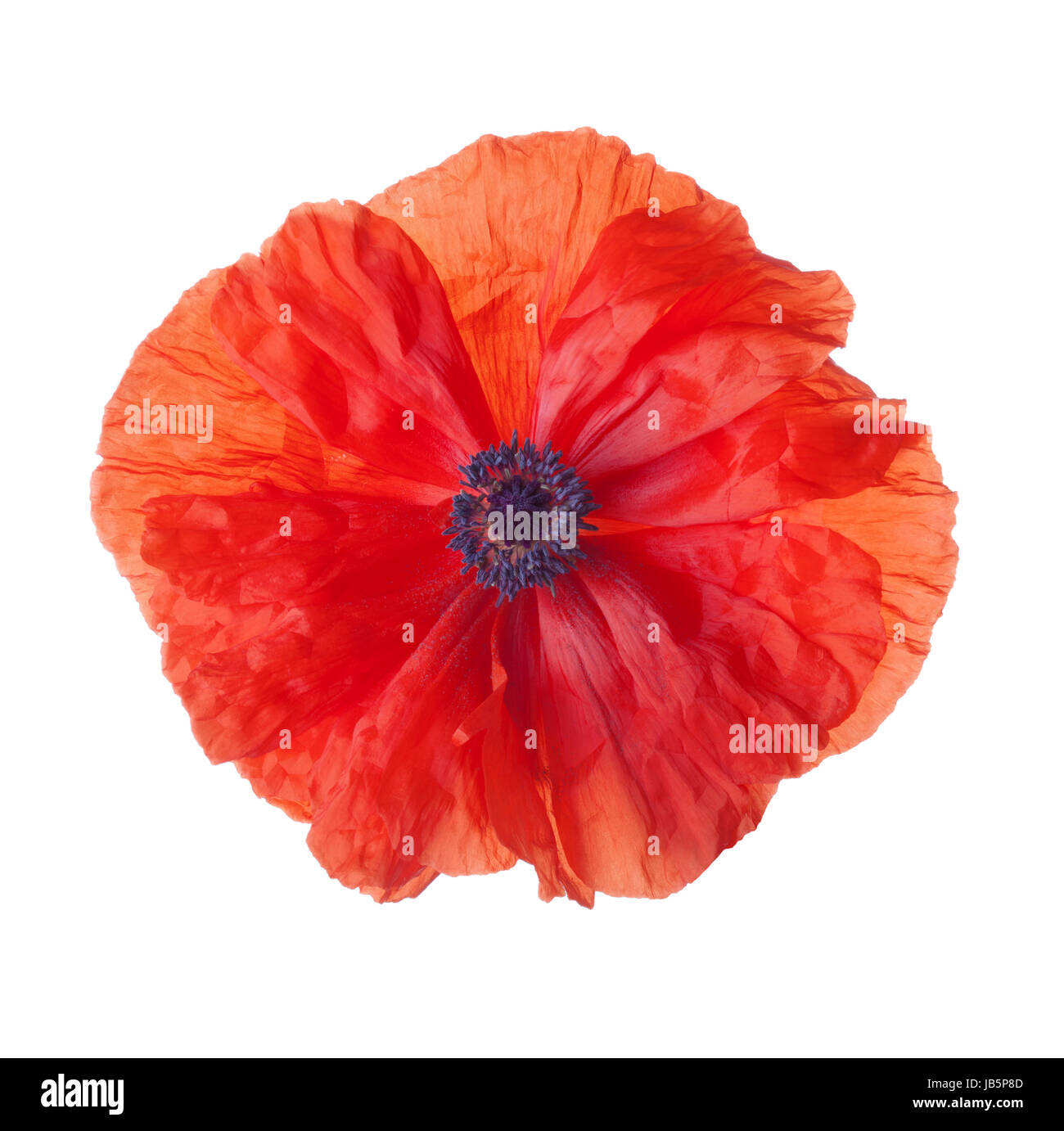 Red poppy flower isolated on white background Stock Photo - Alamy