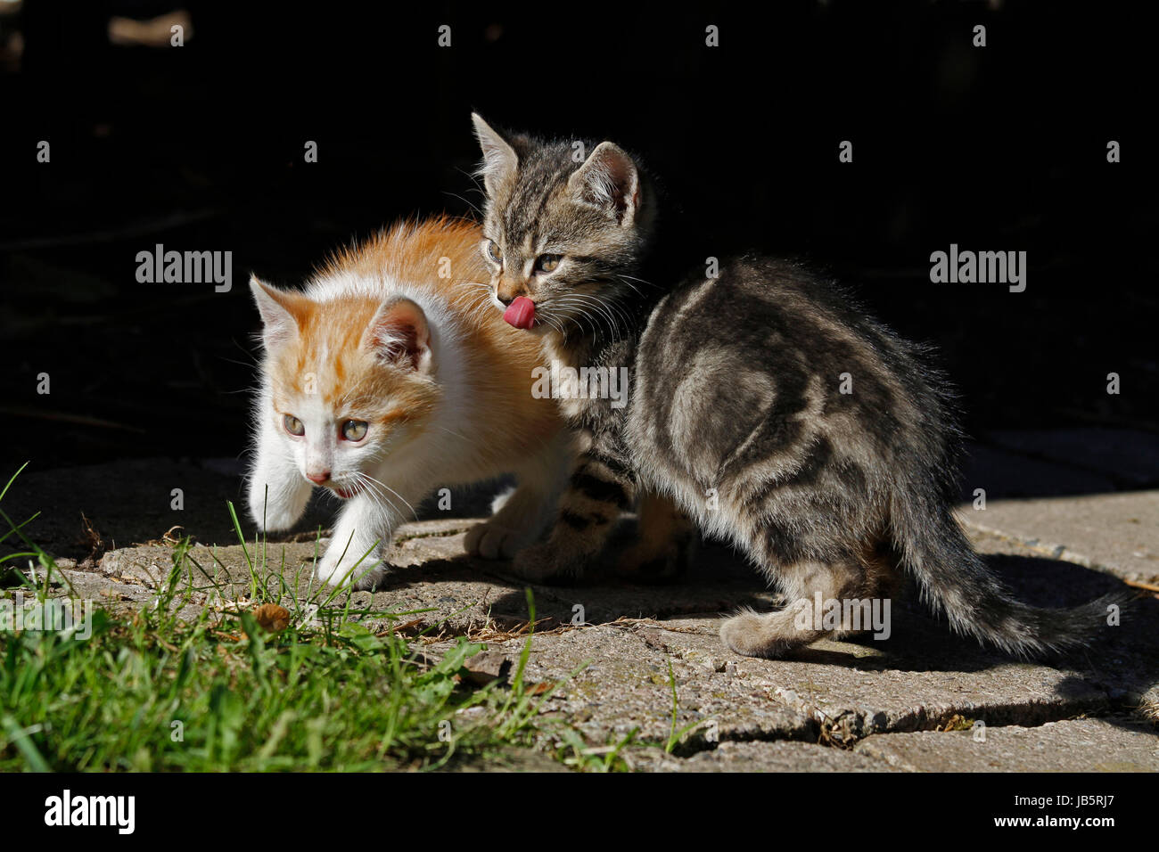 Katzenkinder Stock Photo
