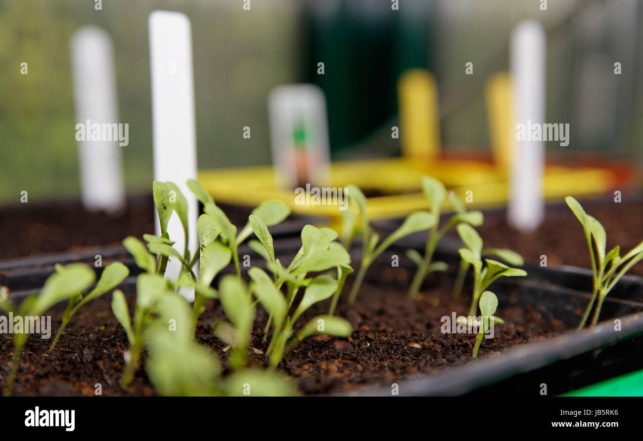 aussatschalen with stecketiketten and seedlings Stock Photo