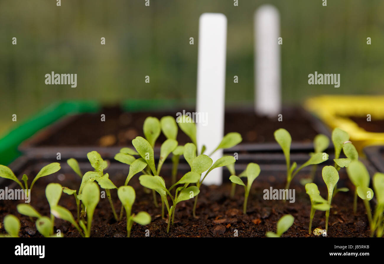 plug label peel in sowing Stock Photo