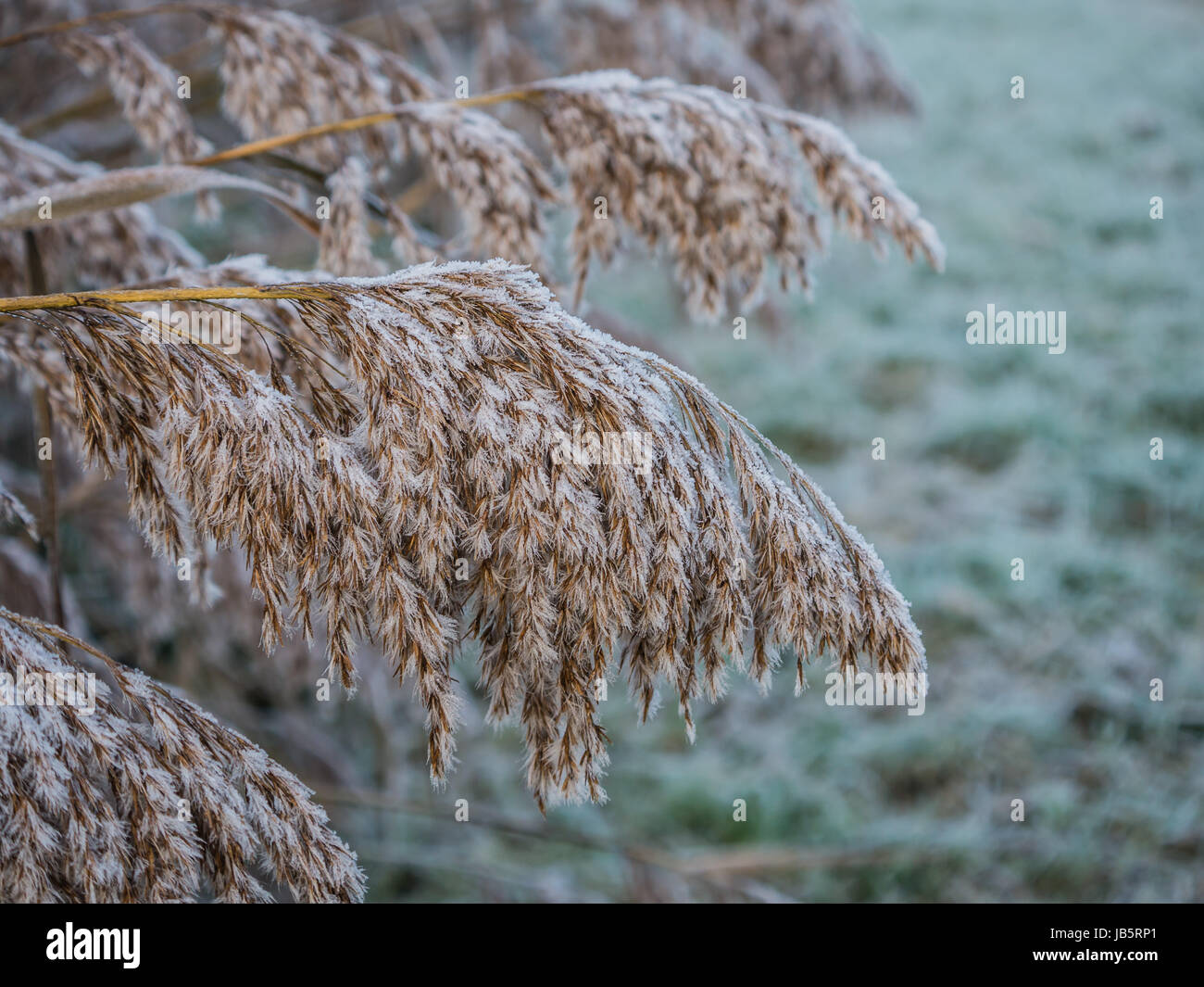Breaking Reed Fluff Fluffy and frosty reed on a winter morning as the sun starts to rise ...