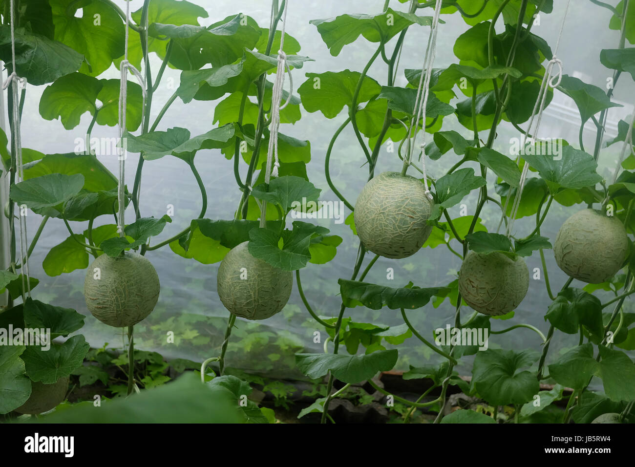 Cantaloupe melons growing in a greenhouse. selective focus Stock Photo