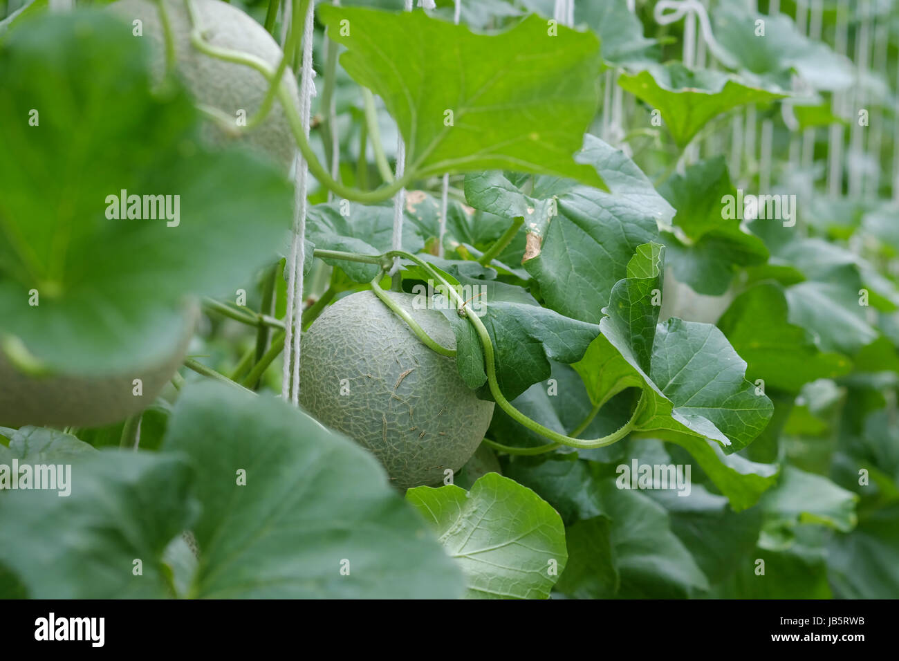 Cantaloupe melons growing in a greenhouse. selective focus Stock Photo