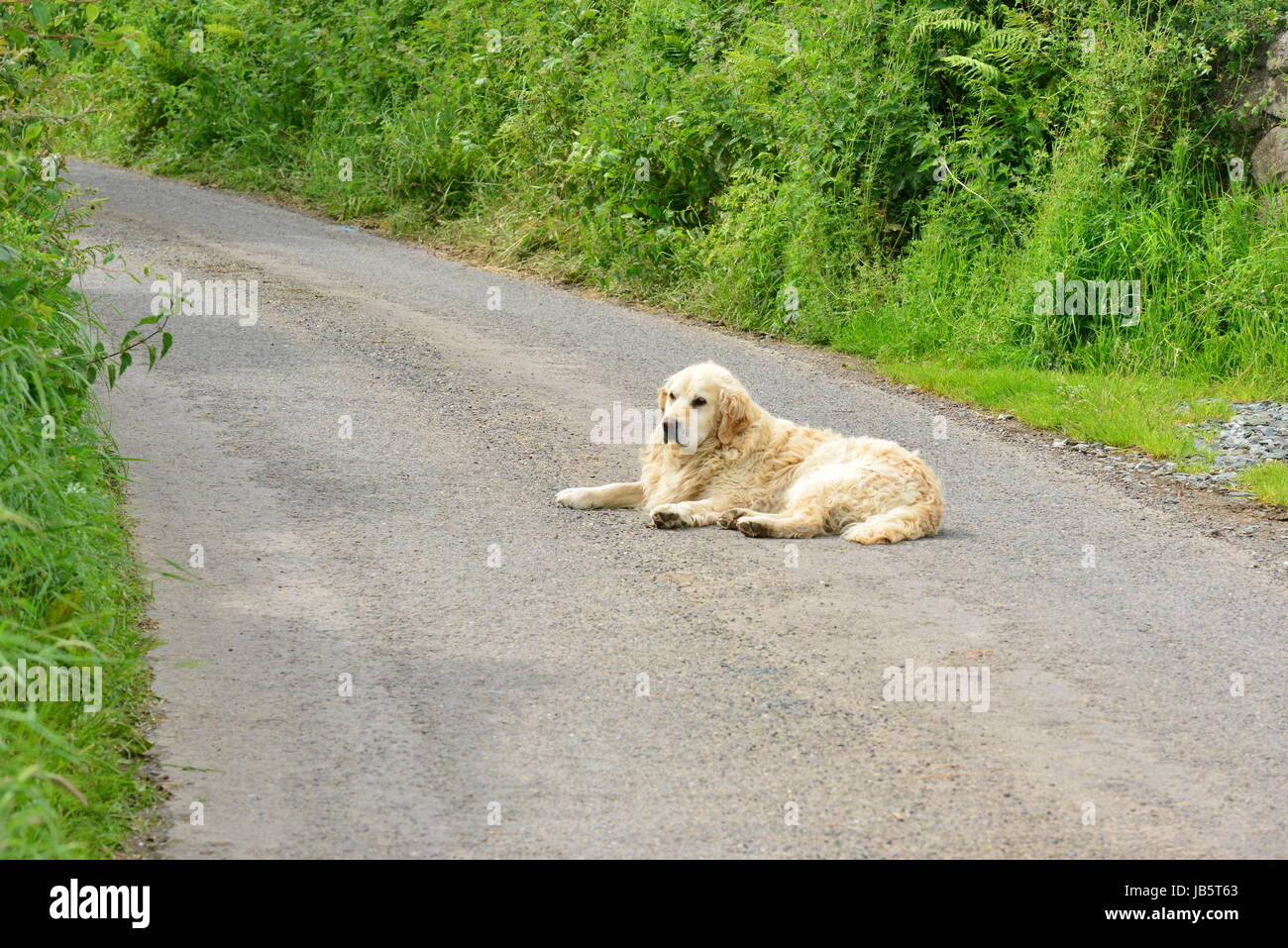 A dog sitting in the middle of the road in Ireland sunbathing. Stock Photo