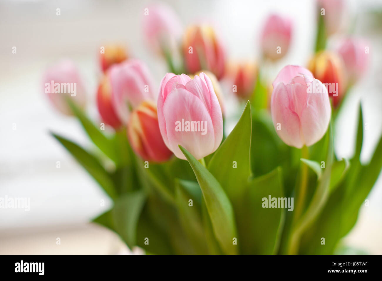 Frische bunte Tulpen in Vase, geringe Tiefenschaerfe Stock Photo