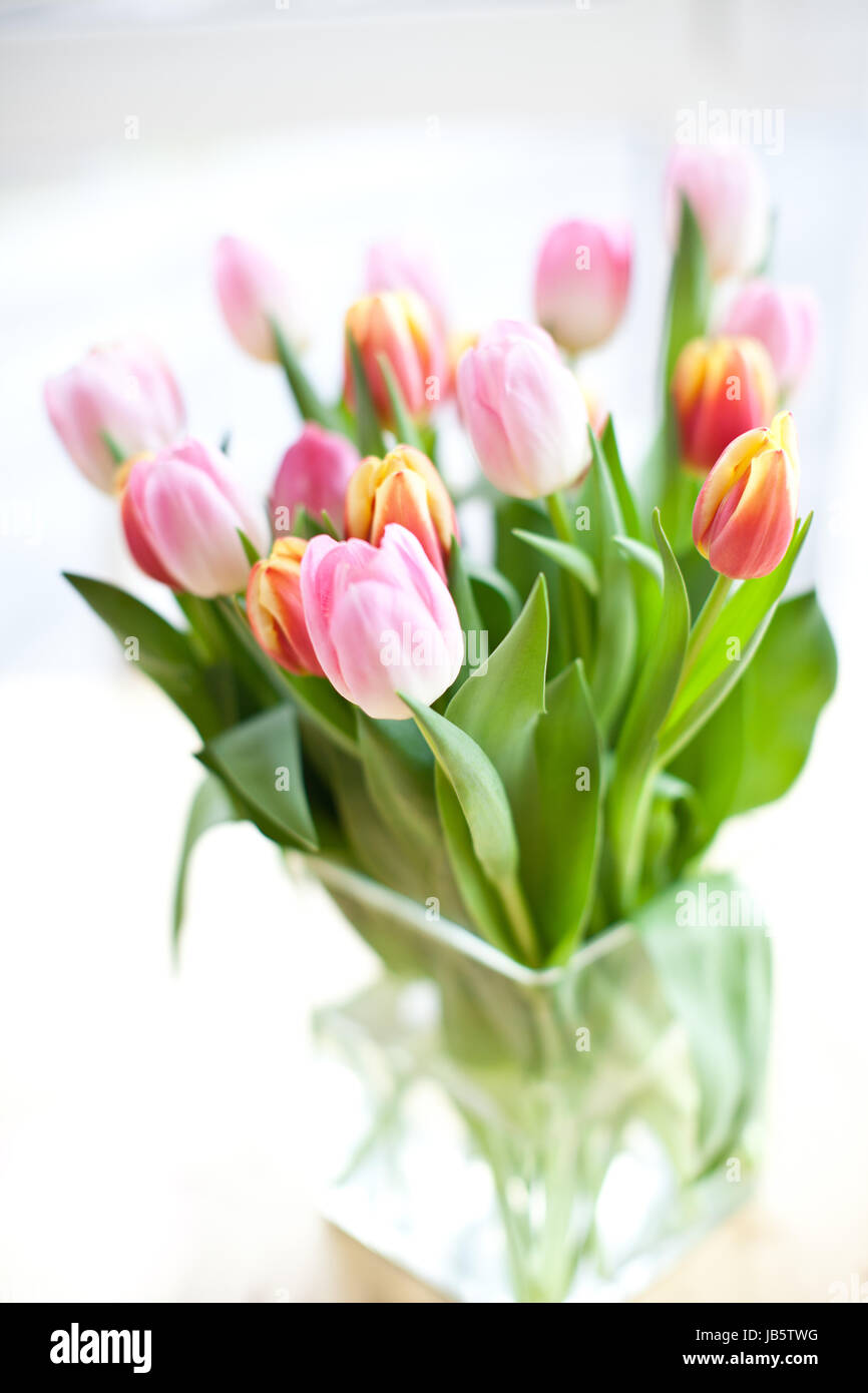 Frische bunte Tulpen in Vase, geringe Tiefenschaerfe Stock Photo