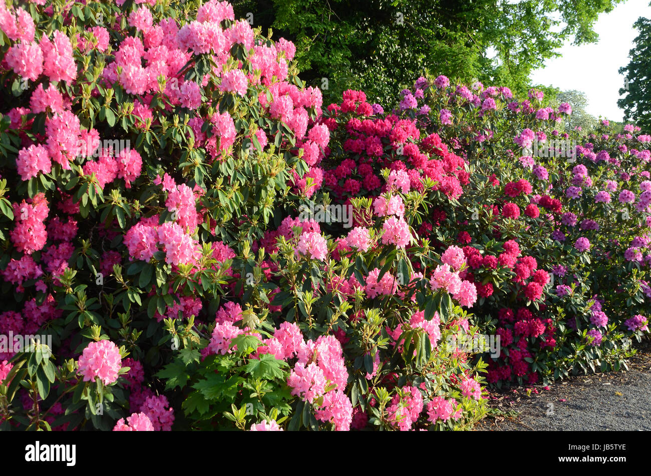 Rhododendron plants in bloom with flowers of different colors Stock ...