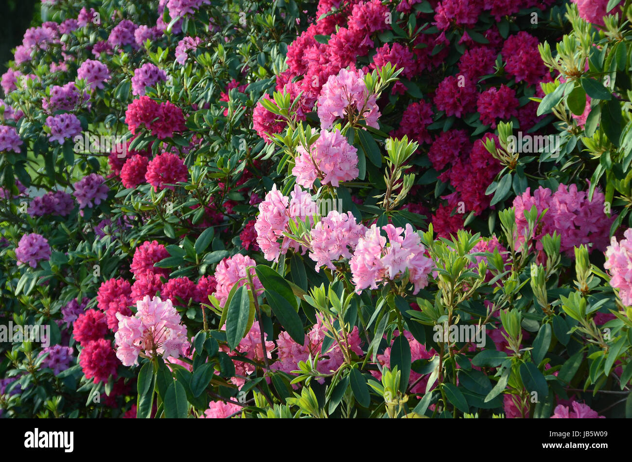 Popular Rhododendron Colors Rhododendron plants in bloom with flowers of different colors Stock ...