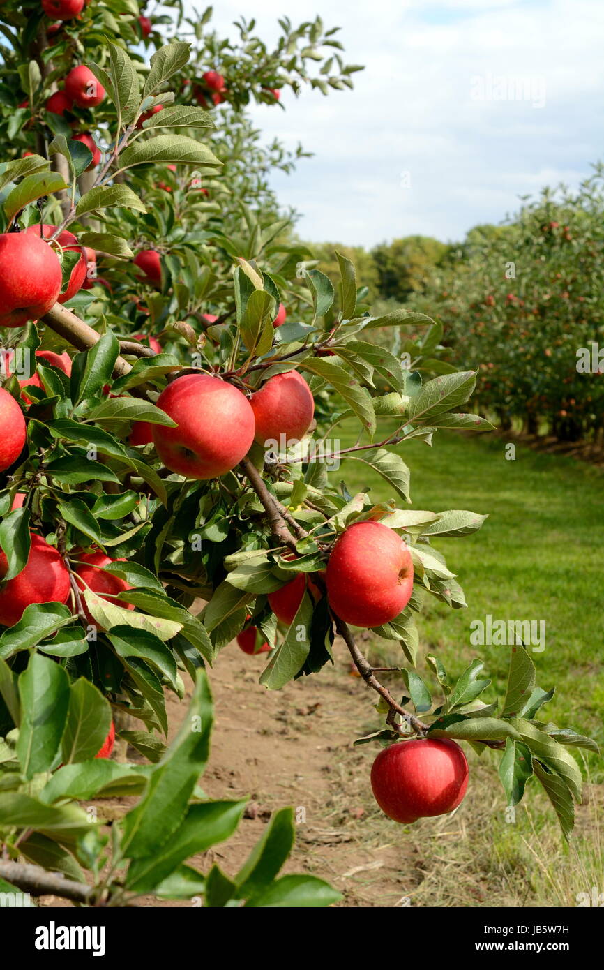 ripe apple king Stock Photo