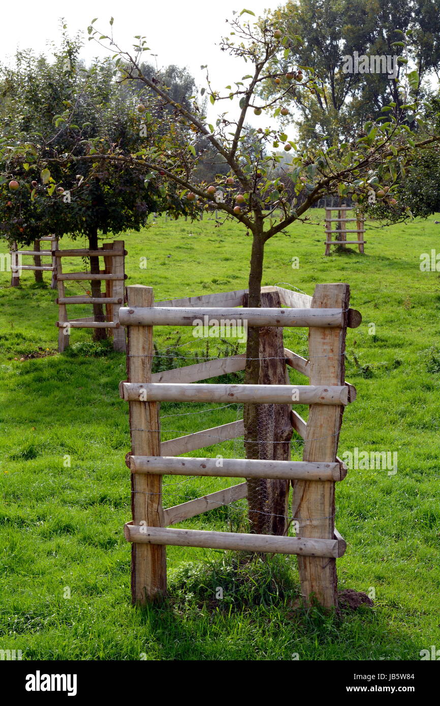 tree protection on an orchard Stock Photo