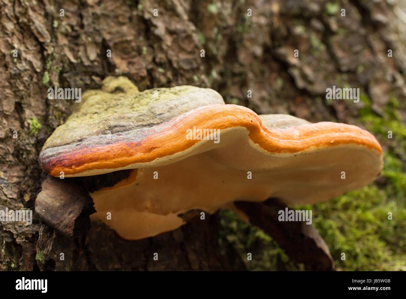 mushroom fungus Stock Photo