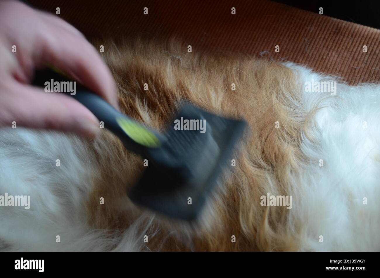 Carding a dog's coat Stock Photo Alamy