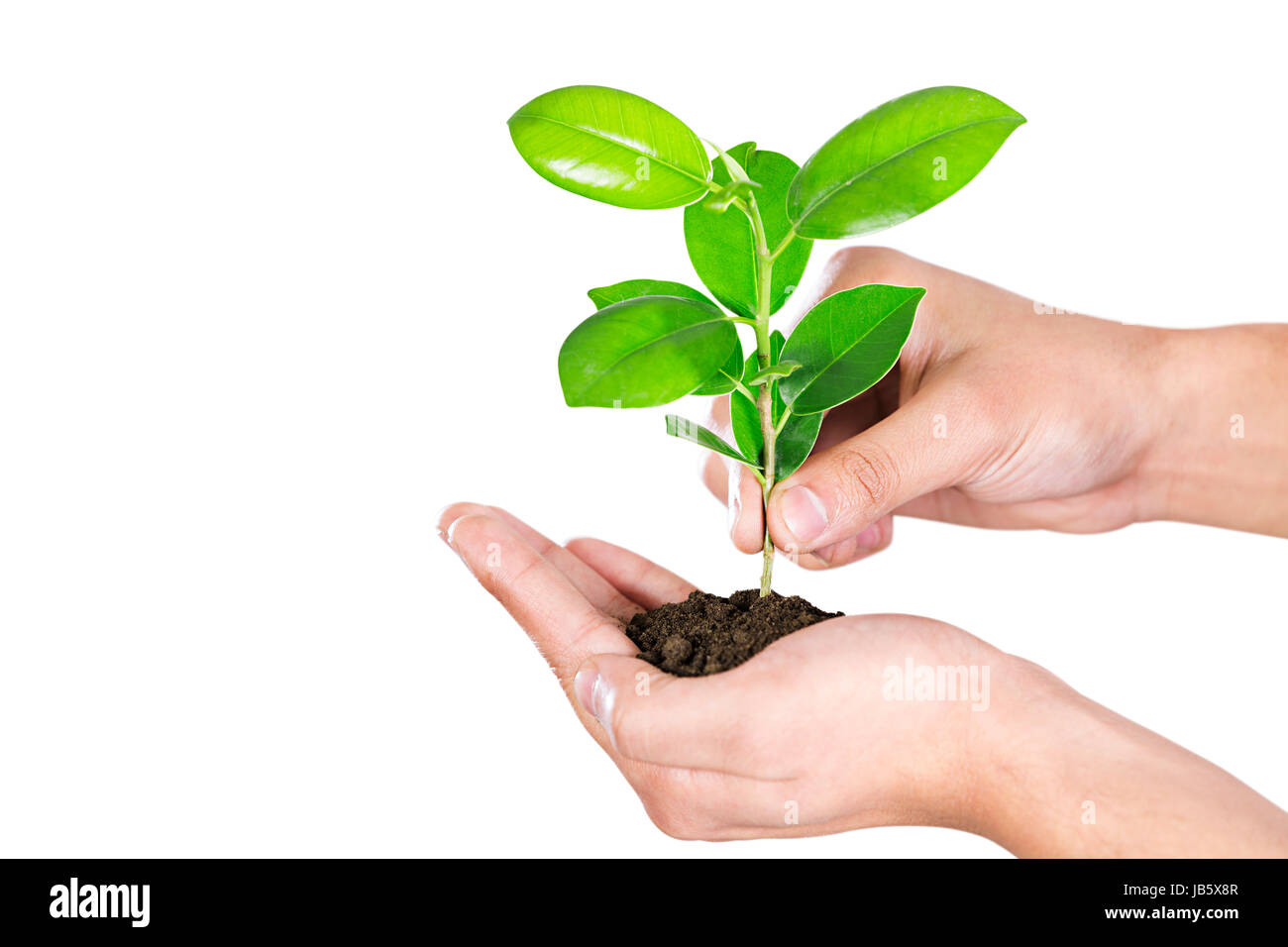 1 Man Environmental-concern Hands Holding Plant Plant-life Planting Part-of Stock Photo