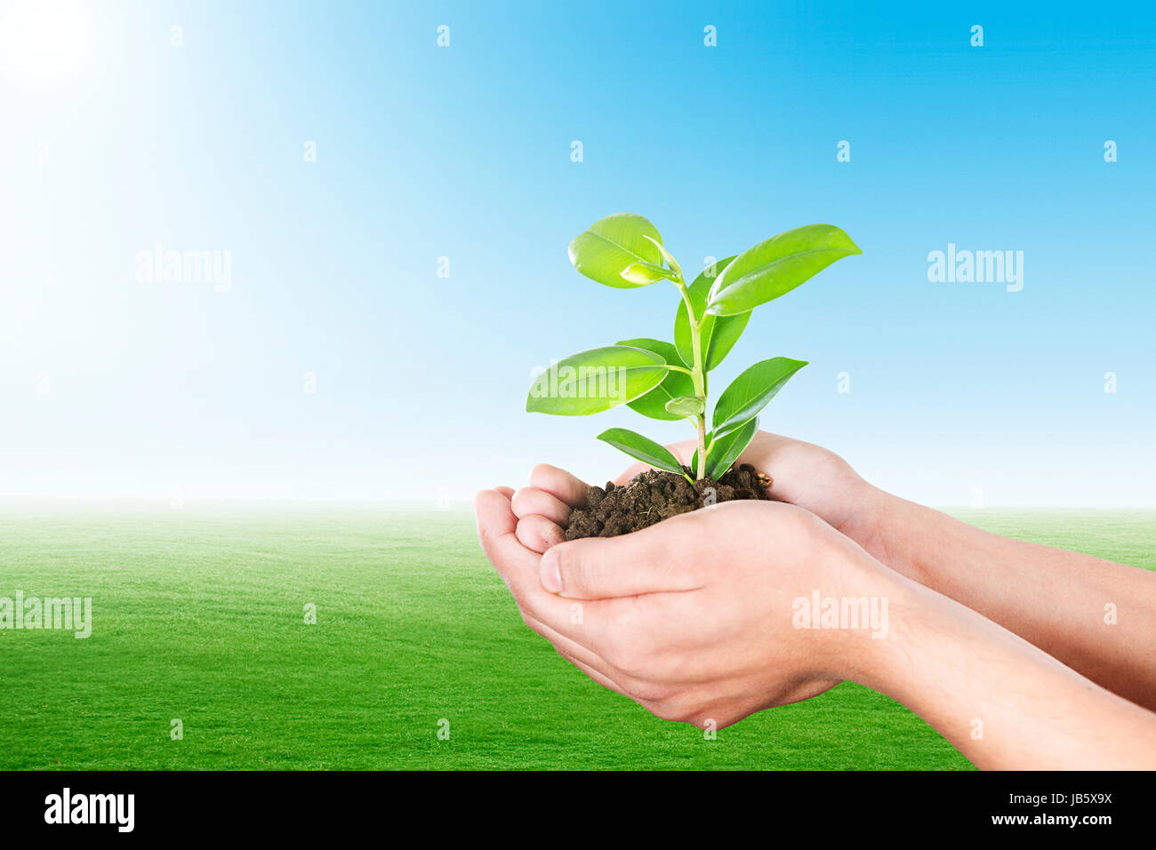 1 Man Holding Plant Environment-concern Part-of Plant-life Planting In Park Stock Photo