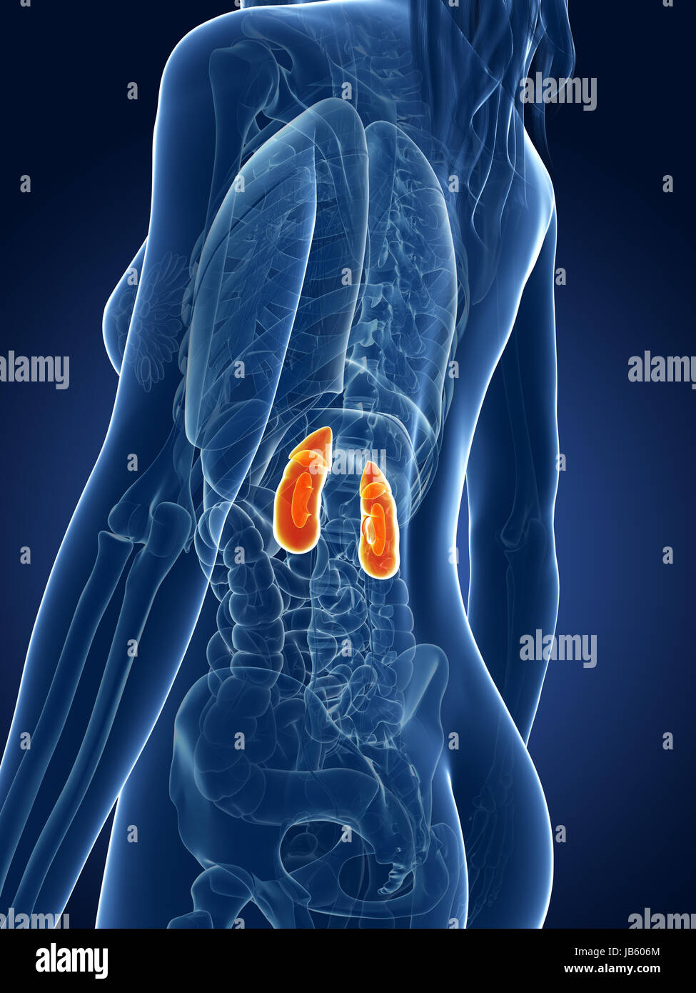 Female Kidneys Stock Photos & Female Kidneys Stock Images - Alamy