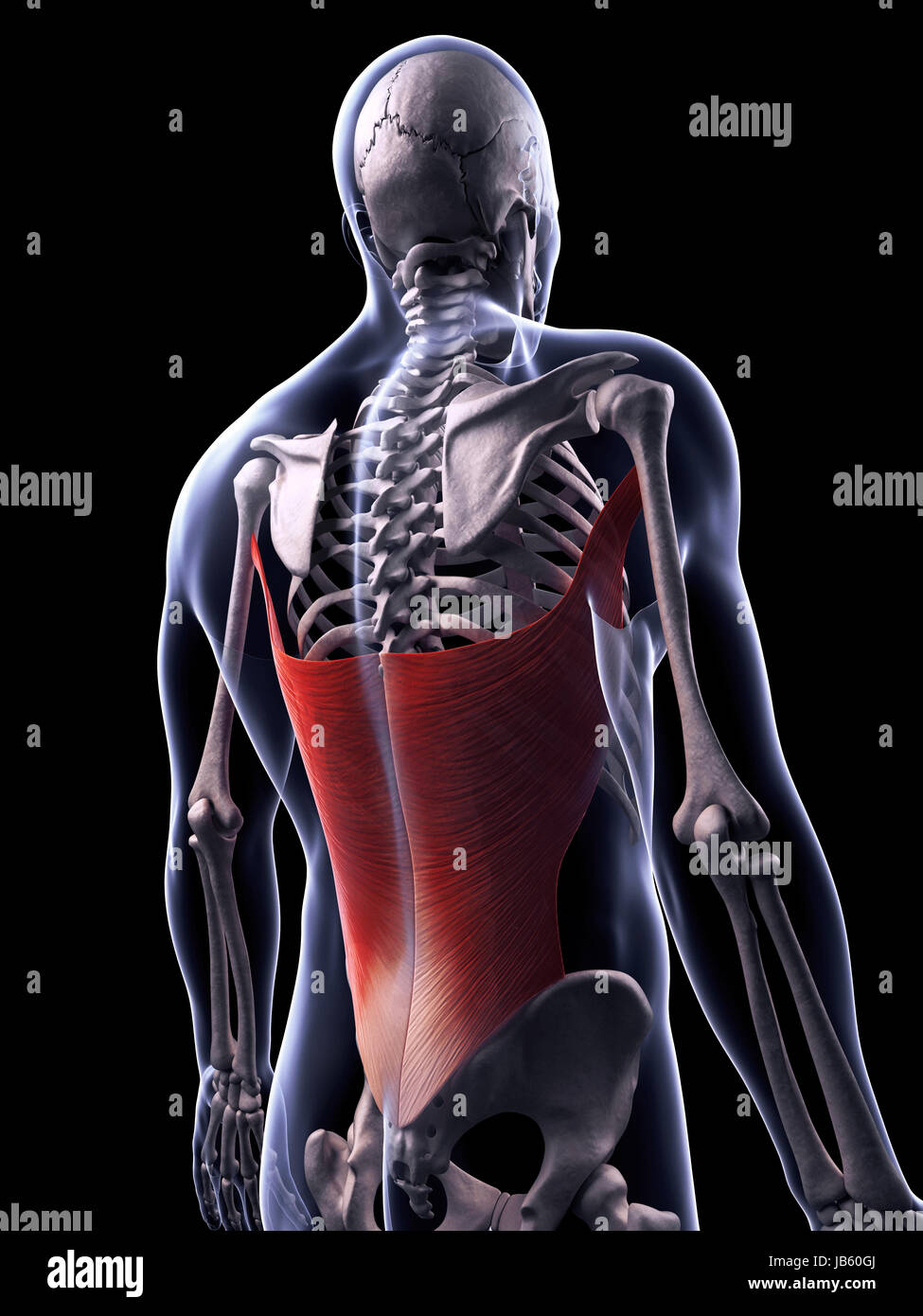 3d rendered illustration of the latissimus dorsi muscle Stock Photo - Alamy