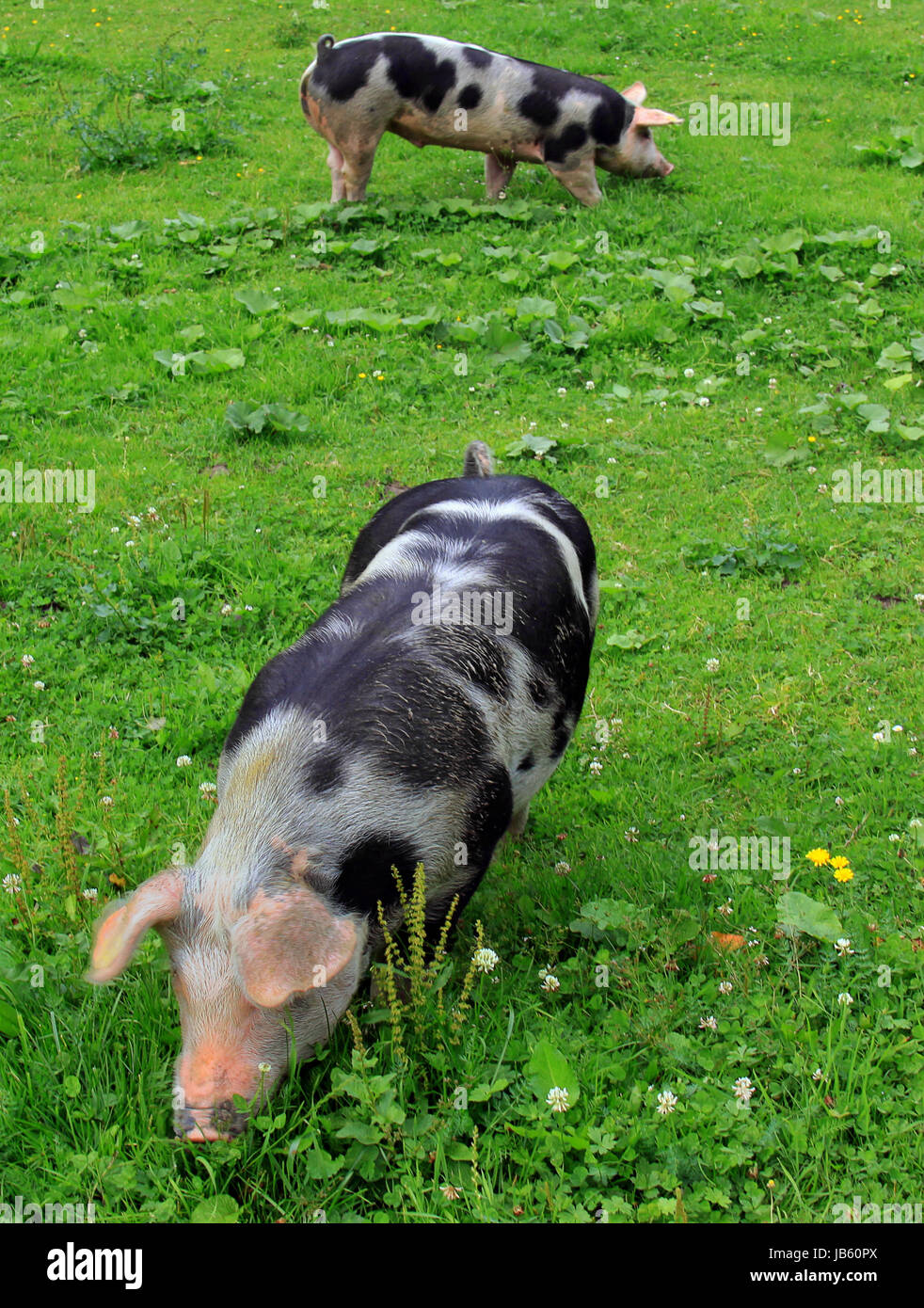 spot pigs on the alpine pasture Stock Photo