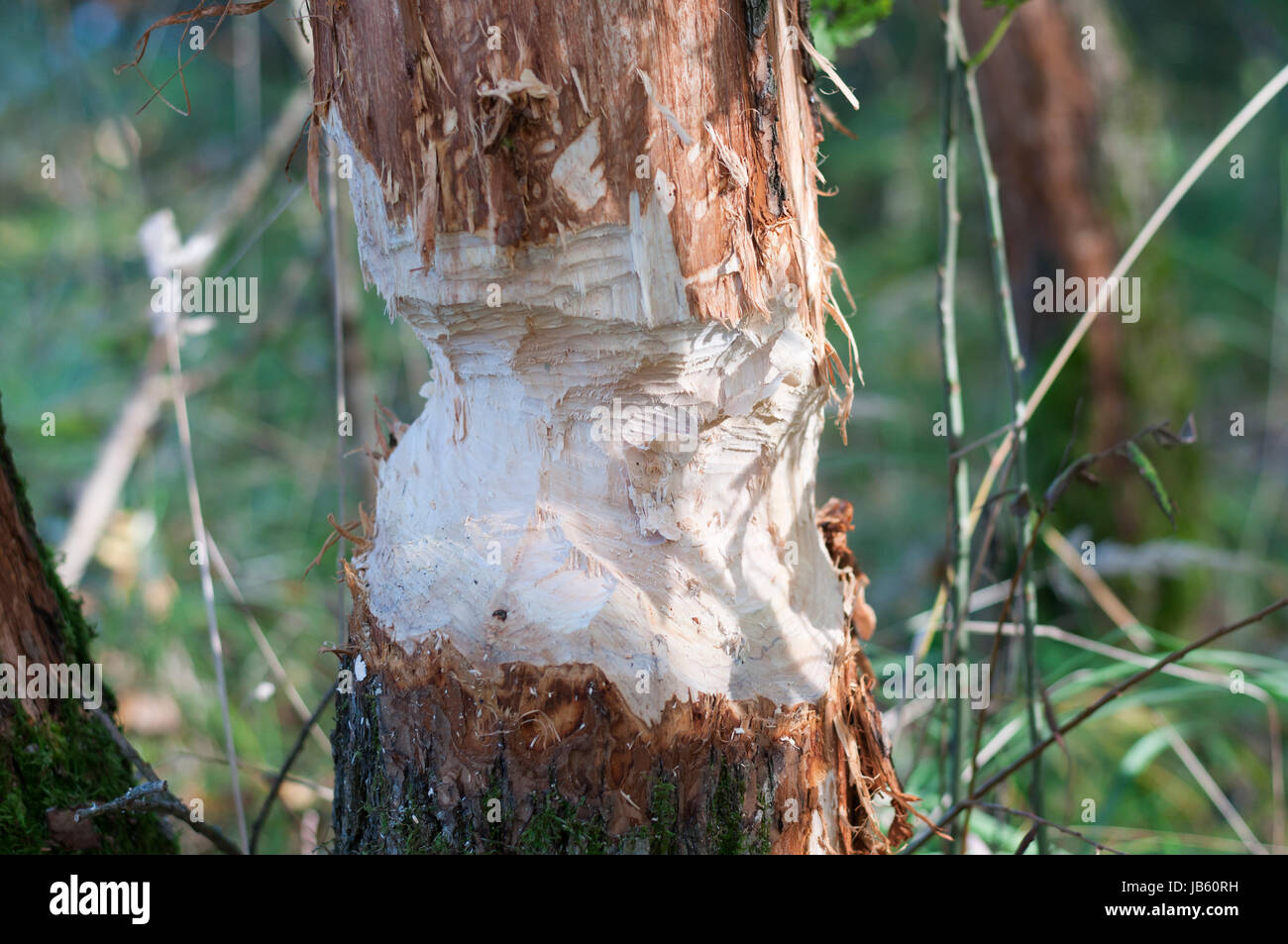 Beschaedigter Baum durch einen Biber. Stock Photo