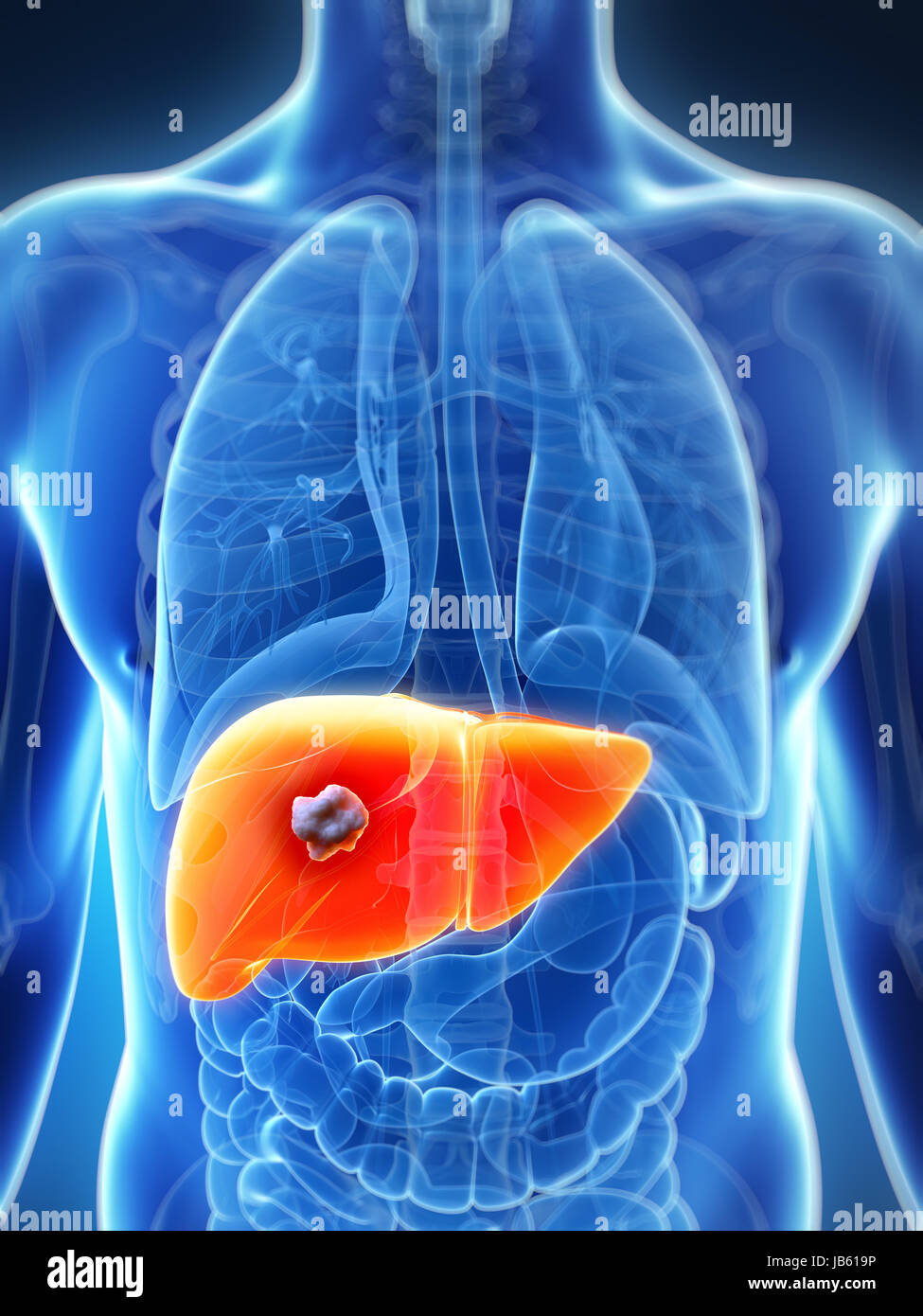 3d rendered illustration of the male liver Stock Photo - Alamy