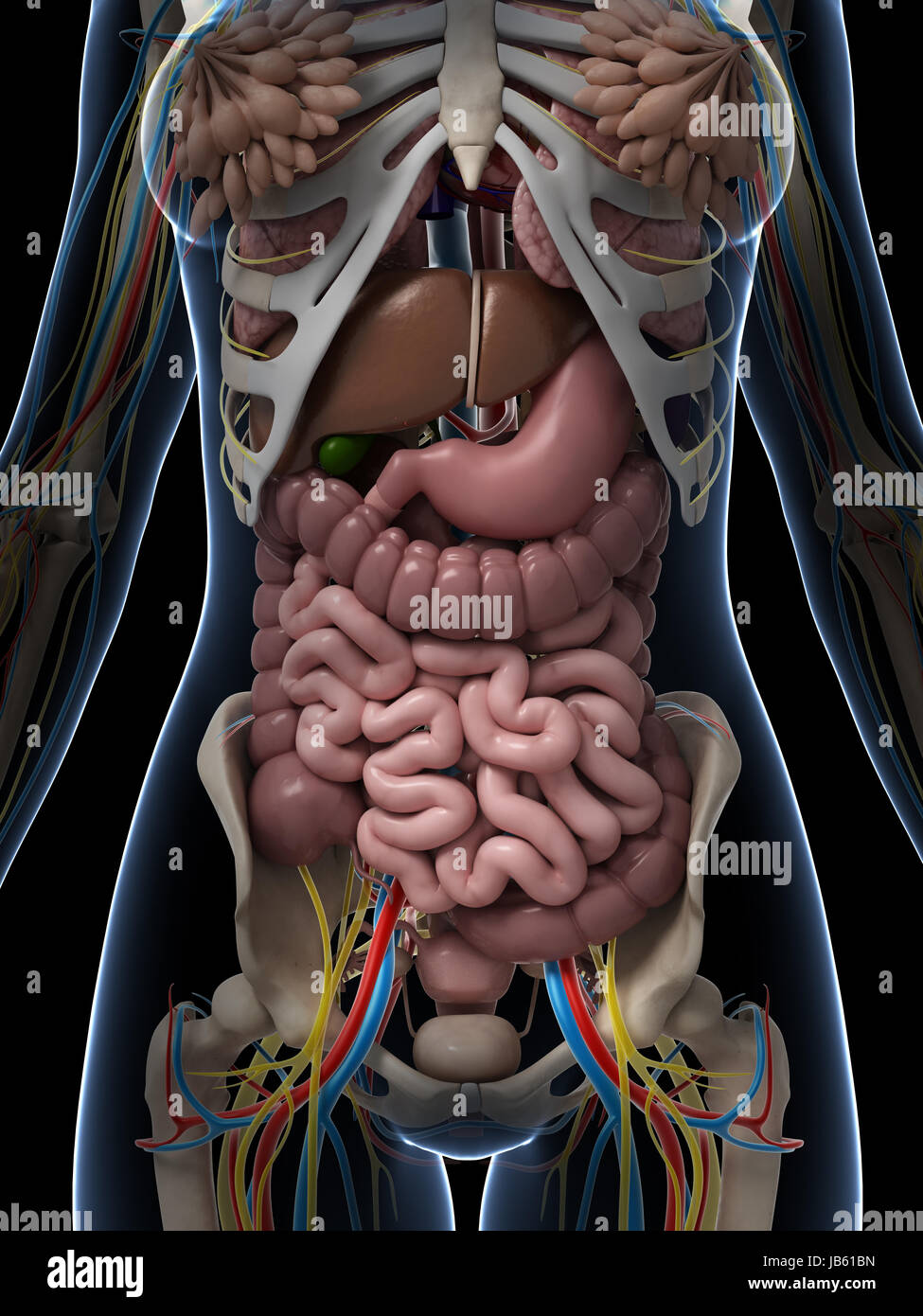 Anatomy Of Internal Organs Female ~ "Female Human Anatomy, Internal