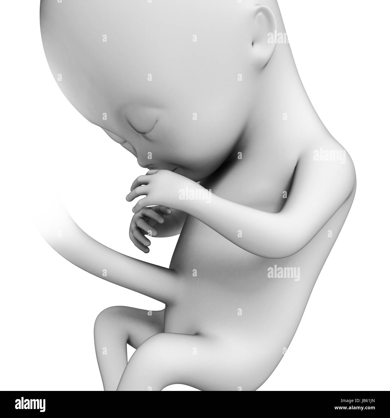 Human fetus development 4 month hi-res stock photography and images - Alamy