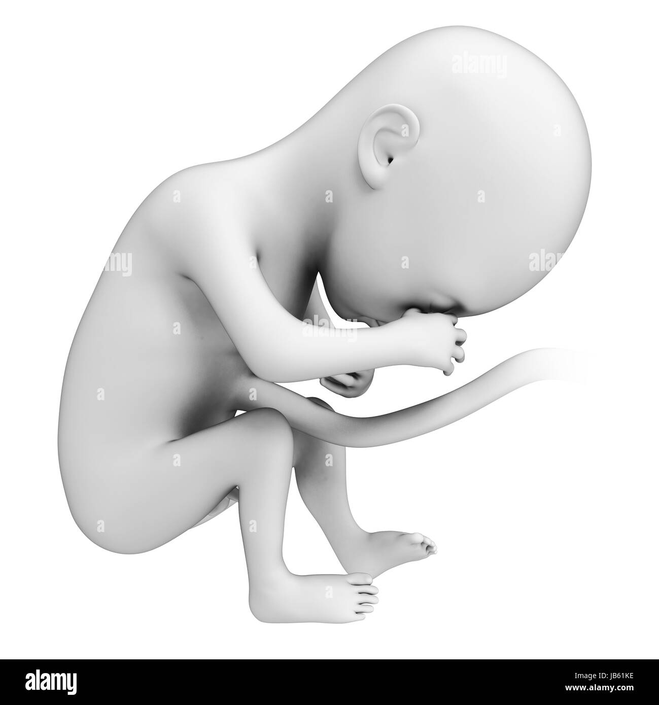 6 month fetus hi-res stock photography and images - Alamy