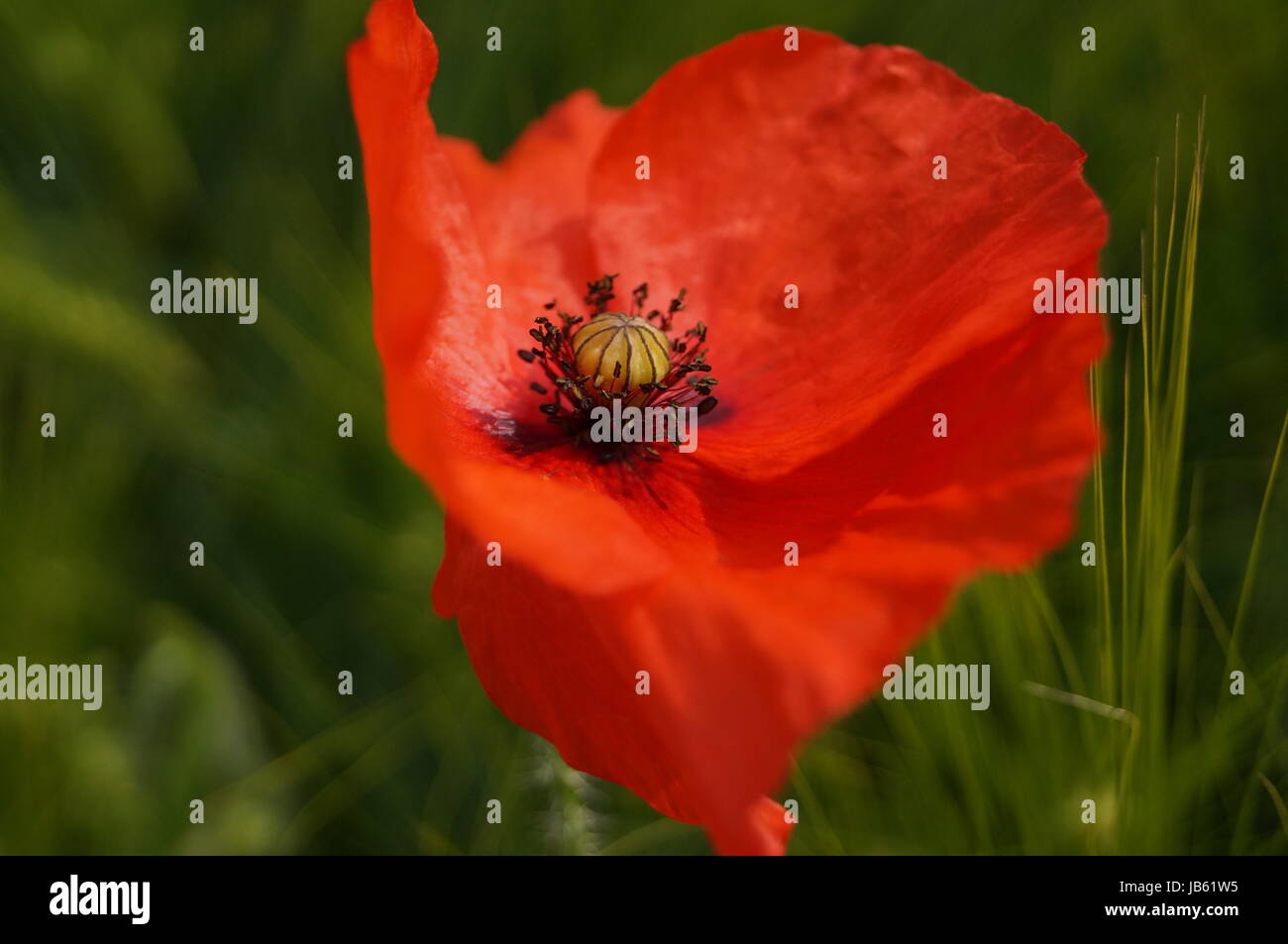 poppy flower Stock Photo