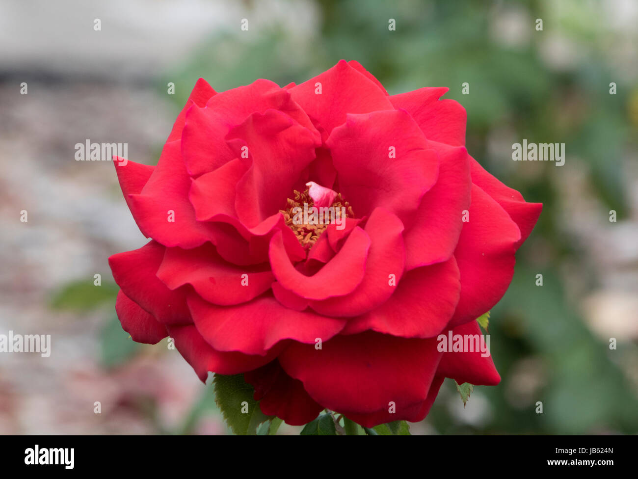 Ohio Roses Pictures of roses hi-res stock photography and images - Alamy