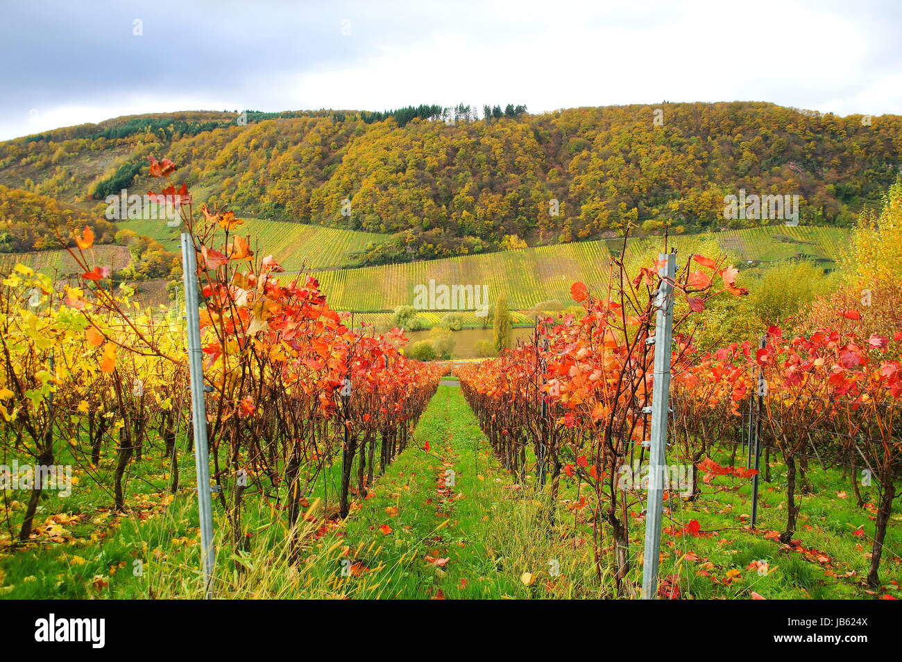 rote und gelbe Weinstöcke im Herbst in einem Weinberg bei Burg an der Mosel Stock Photo
