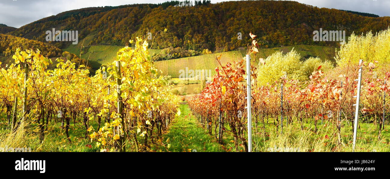 farbige Weinstöcke im Herbst in einem Weinberg bei Burg an der Mosel Panorama Stock Photo