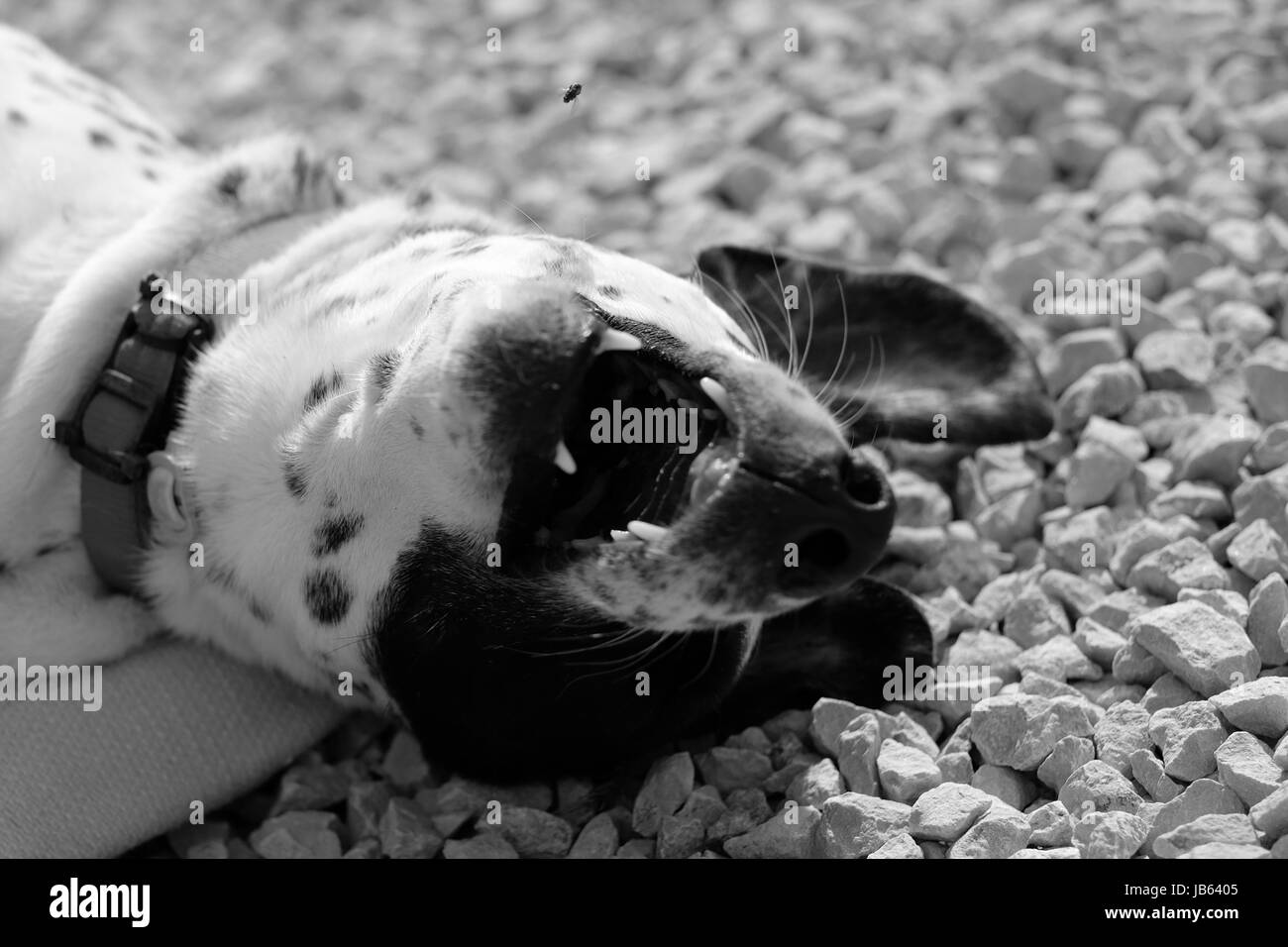 Chasing the impossible target Stock Photo - Alamy