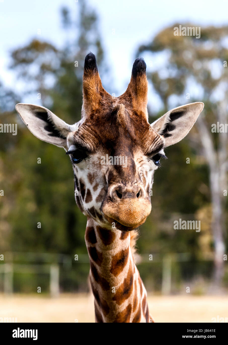 Close up of giraffe's head and neck Stock Photo
