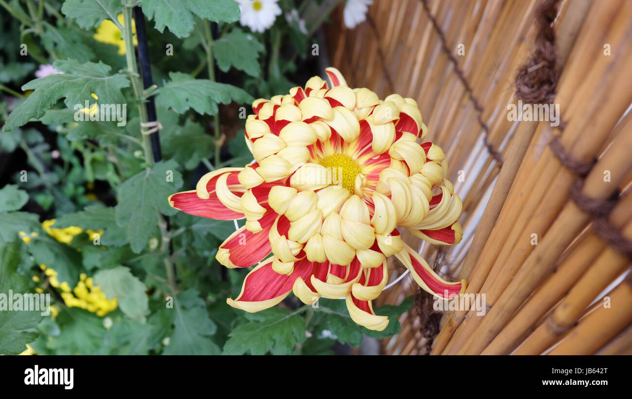Rare single bi-color golden red japanese chrysanthemum flower Stock Photo