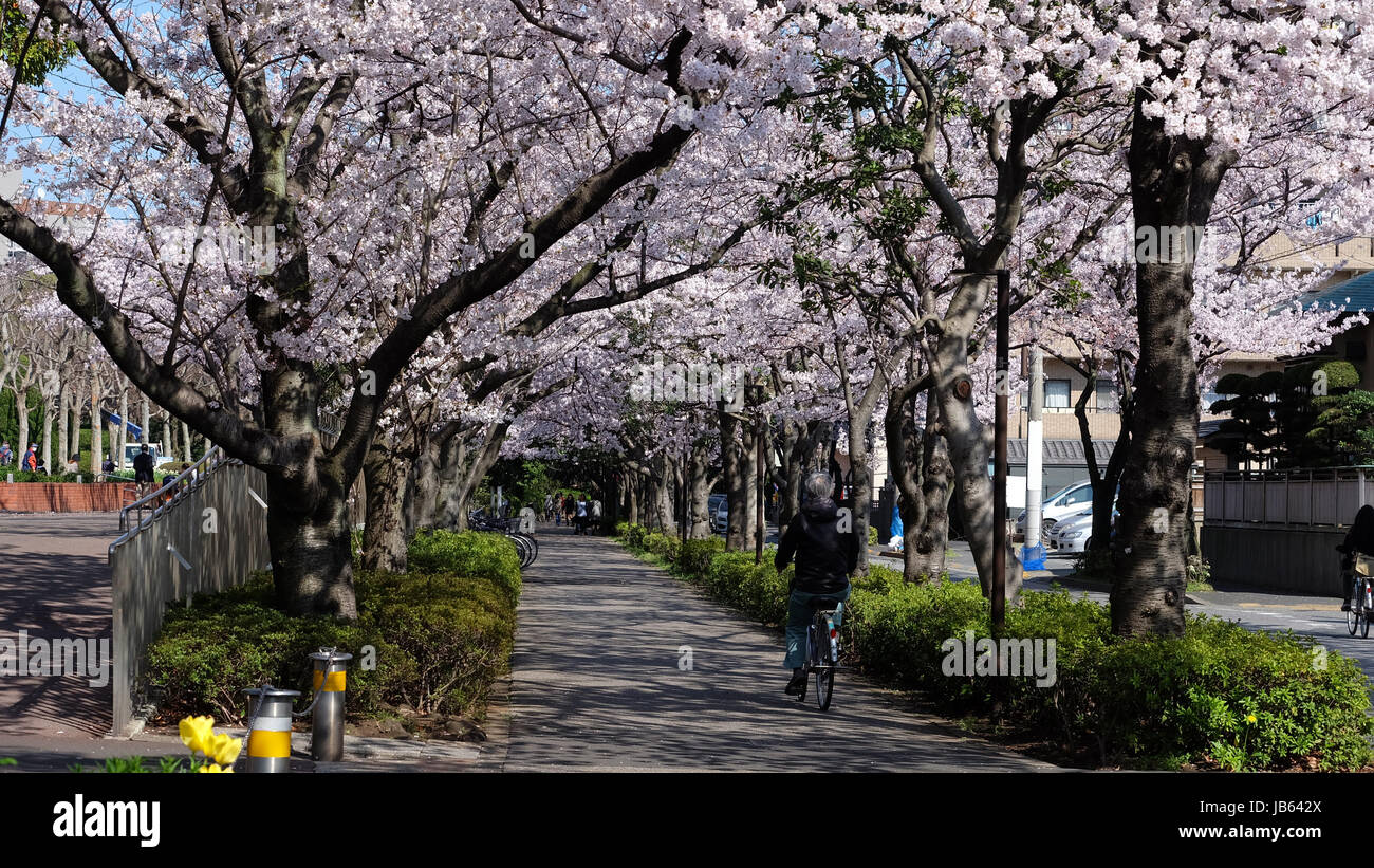 Road with rows of blooming cherry blossom trees on both side in spring, Japan. Stock Photo
