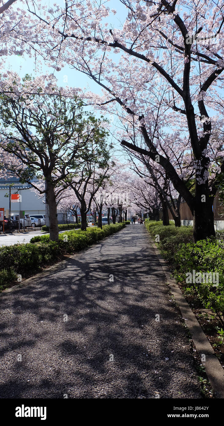 Road or walkway with rows of blooming cherry blossom trees on both side in a fine spring day, Japan. Stock Photo