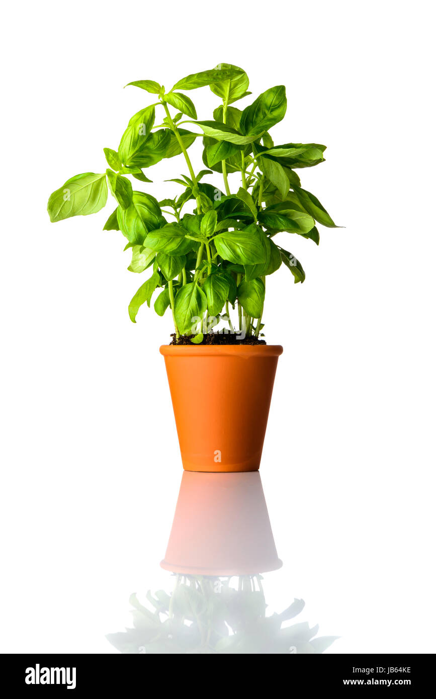 Organic Basil Plant Growing in Pot Isolated on White Background Stock Photo