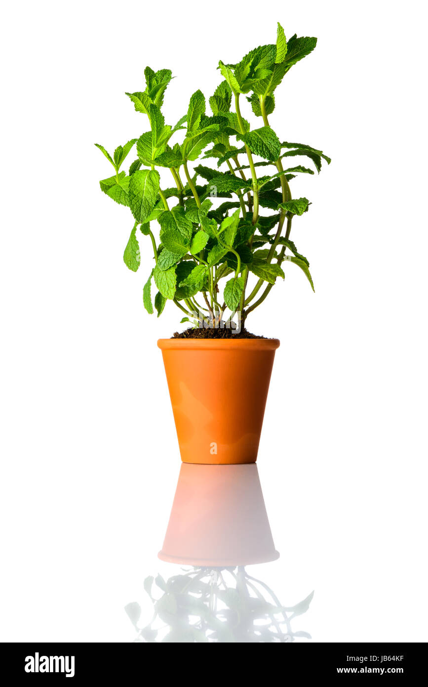 Green and Fresh Mint Plant growing in Pot Isolated on White Background ...